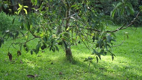 Tilt up on beautiful healthy avocado tree in a cozy backyard on the Big Island Hawaii