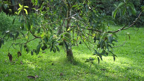 inclínate sobre un hermoso árbol de aguacate saludable en un acogedor patio trasero en la isla grande de hawaii