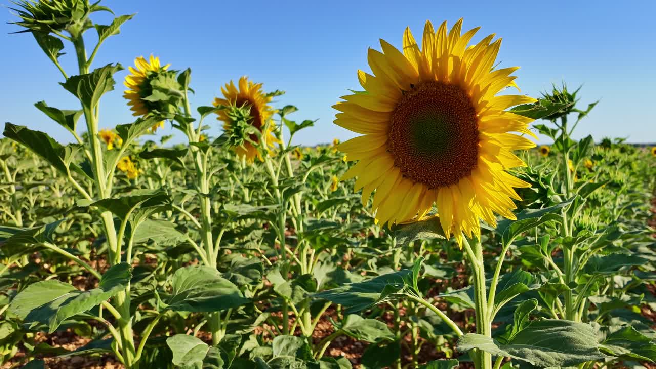Camera moves toward bright sunflower in sunny field with green leaves and blue sky