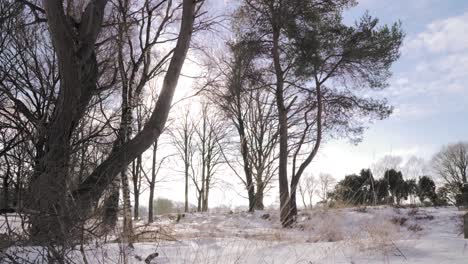 paisaje de bosque nevado de invierno