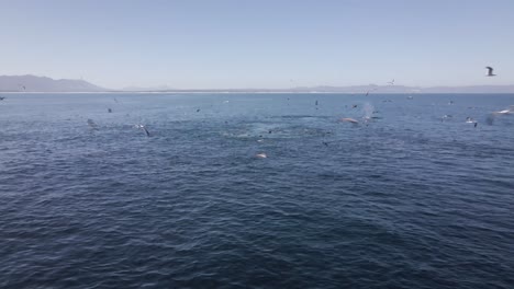 Aerial-pan---gulls,-seals-and-whale-prey-on-sardine-in-bait-ball