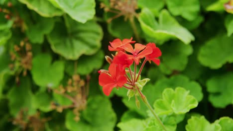 shot of a red flower wiggling in the wind