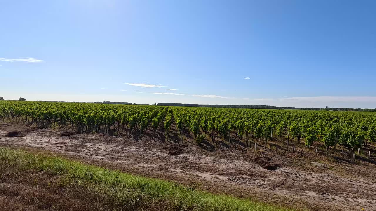 un viñedo sereno bajo un cielo azul claro