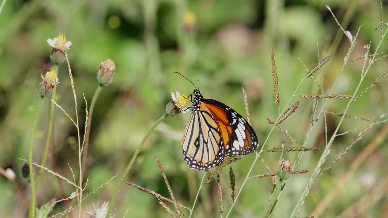 Striped-tiger butterfly sipping nectar from a wildflower in the meadow flies up to the right side of the frame.