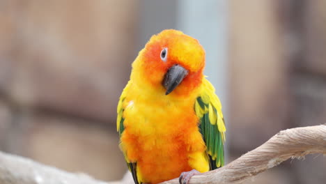 one sun conure bird on tree branch in brazil