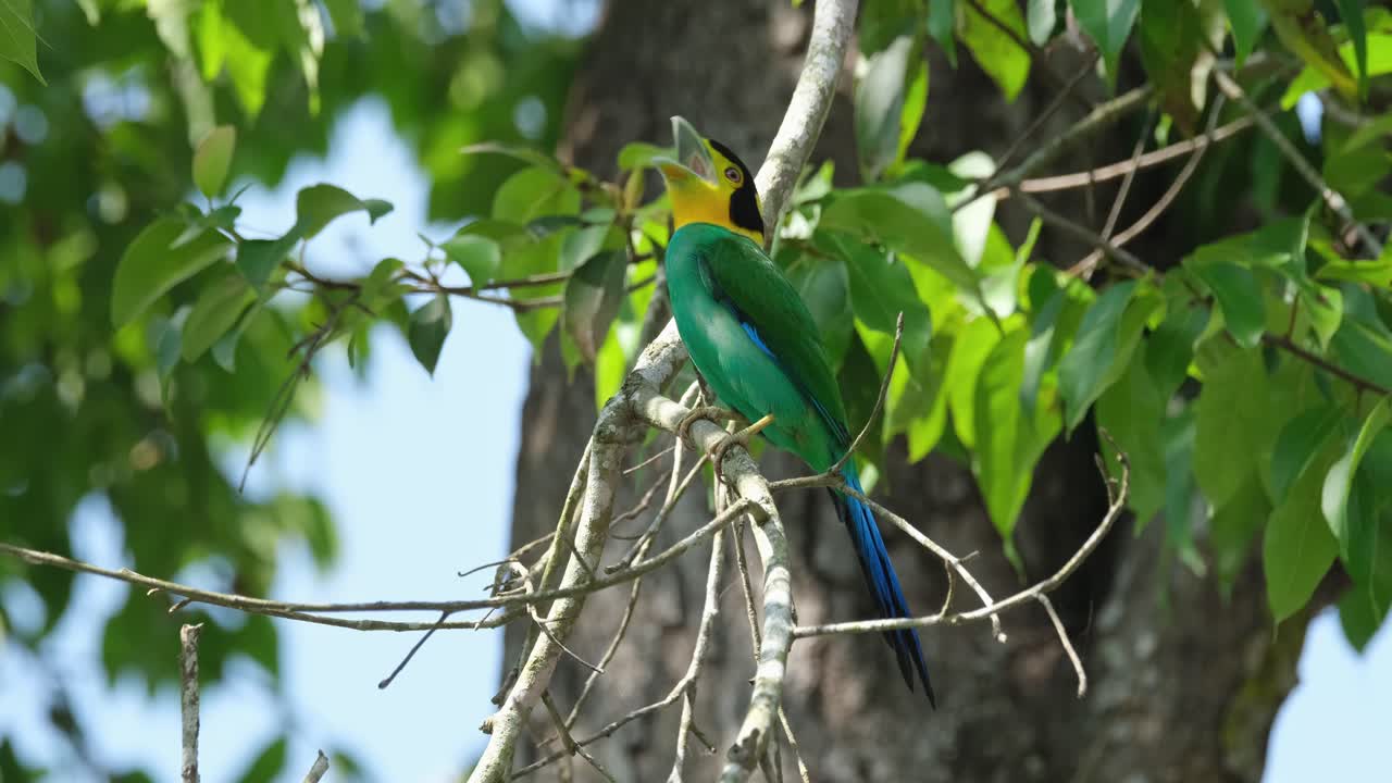 Opening its mouth as it calls for its mate, a Long-tailed Broadbill Psarisomus dalhousiae is swaying on a tiny branch as it is blown by a soft breeze.