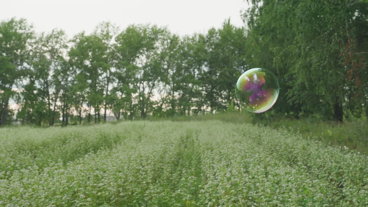 자작나무 테두리가 있는 야생화 초원 위로 떠다니는 비눗방울, 푸른 잔디 길과 부드러운 오후 햇살, 무지갯빛 비눗방울이 꽃 위로 떠다니면서 반짝이며 평화로운 전원 풍경을 연출해요.