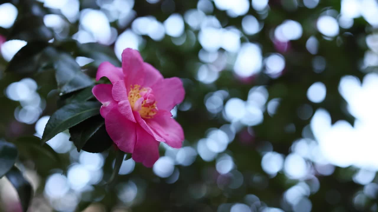 초록색 잎 을 가진 분홍색 꽃 의 클로즈업