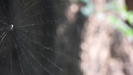 la red de araña en el viento - casa