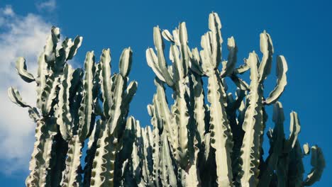 succulent plants growing in the wild - static shot