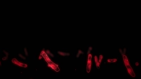 virus de célula en forma lineal. virus patógenos que causan infección. animación en bucle de virus humanos. microorganismo bacteriano. brote de enfermedad viral.