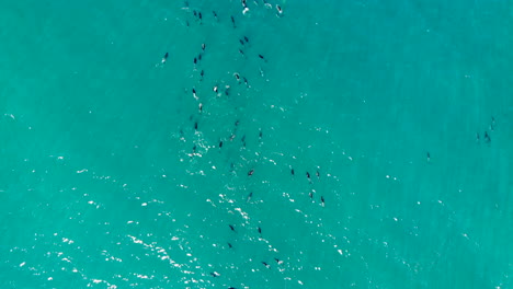 Escuela-Aérea-De-Delfines-Saltando-4k-Con-Drones-En-Nueva-Zelanda.