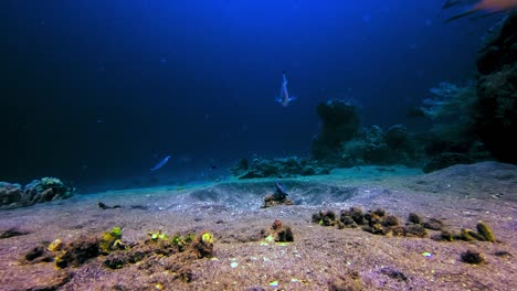 Dascyllus-trimaculatus-curious-fish-digging-in-the-sand-of-the-sea-floor