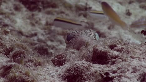 small fish peeping over a mound