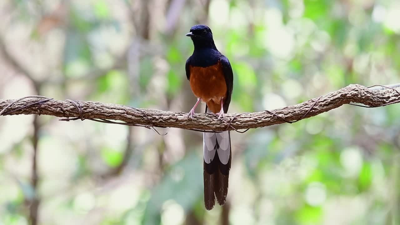 shama de rabadilla blanca encaramado en una vid con fondo bokeo del bosque, copsychus malabaricus, en cámara lenta
