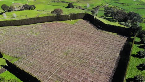 Harvested-kiwifruit-orchard-ready-for-next-season-protected-from-elements-by-trees