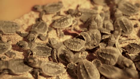 Gruppe-Schildkröten-Meer-Karettschildkröte-Baby-Nestling-Nachts-Erhaltung-Dubai-Tierwelt-Jungtier-Sand-Strand-Meeresküste-Natur-Kriechen-Instinkt-Reise-Erhaltung-Küstenumgebung-Iran-Persischer-Golf-Dunkelheit