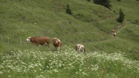 group of cows walking in green alpine landscape with white flowers