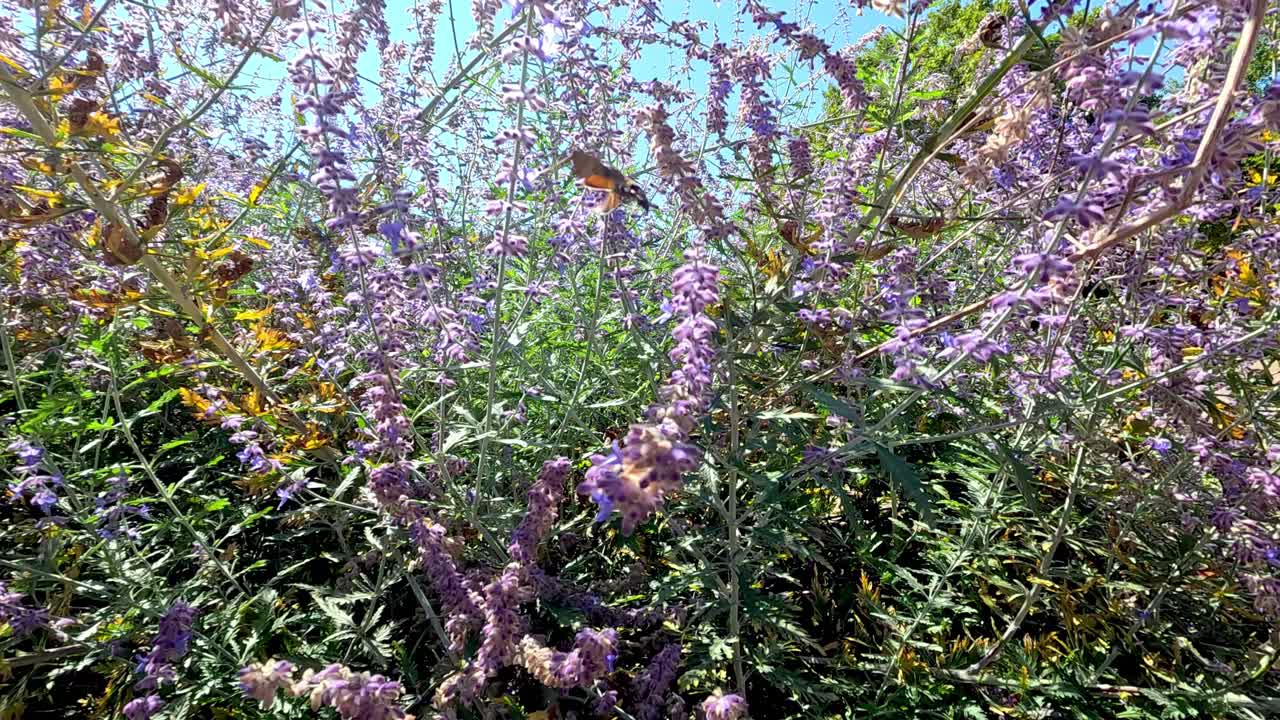 mariposas y moscas voladoras en lavanda