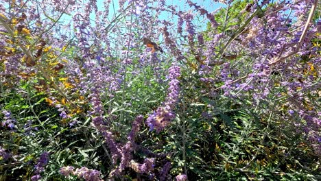 mariposas y moscas voladoras en lavanda