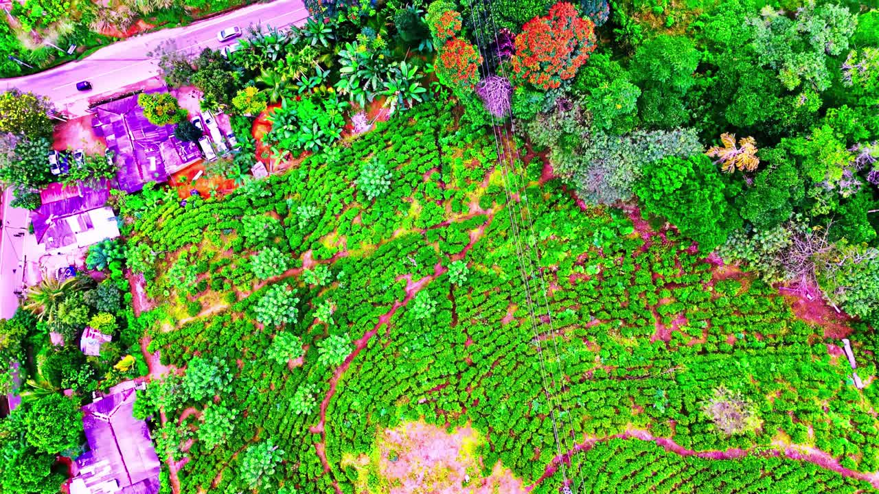 Aerial view of Sri Lanka’s lush tea fields bordered by a village, winding roads, and vibrant red tropical trees, capturing the beauty and atmosphere of rural life from above.