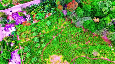 aerial view of sri lanka’s lush tea fields bordered by a village, winding roads, and vibrant red tropical trees, capturing the beauty and atmosphere of rural life from above.