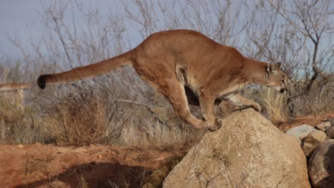 Puma-Salta-Brecha-Con-Facilidad-Slomo