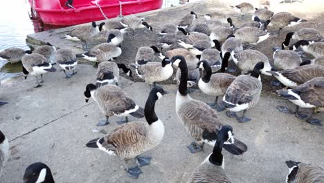 a flock of canada geese are eating, preening, and wading by the lake at mote park in maidstone, kent in united kingdom