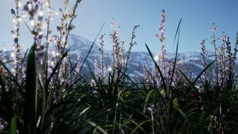 Lavender-field-with-blue-sky-and-mountain-cover-with-snow