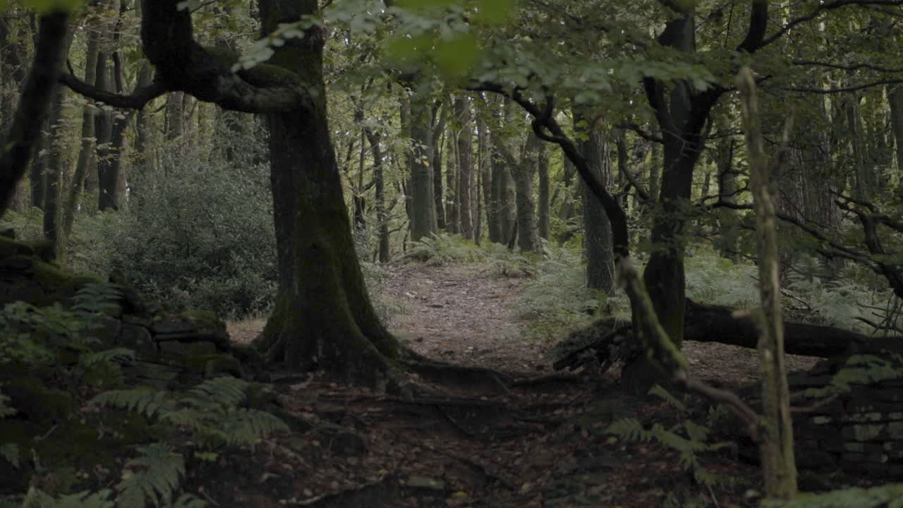 An autumnal forest in North West England with yellow leaves and trees