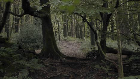 an autumnal forest in north west england with yellow leaves and trees