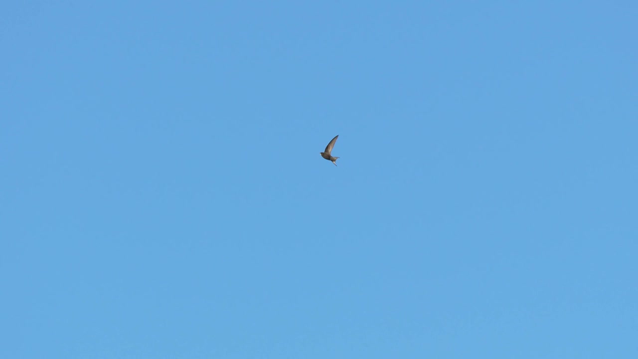 Un rondone comune in volo nei Paesi Bassi.