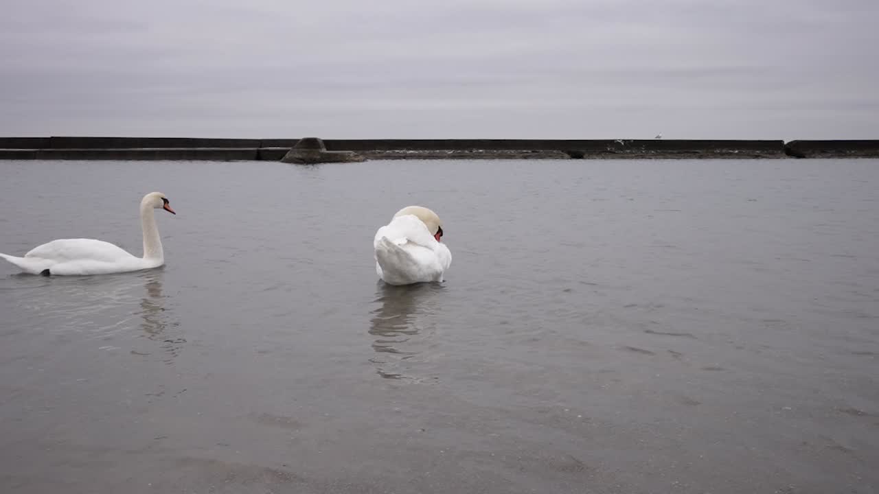 cisne nadando a cámara lenta en un frío lago invernal, mientras otro se acicala