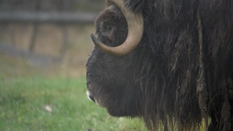 muskox  regurgitating. close up view, slow motion