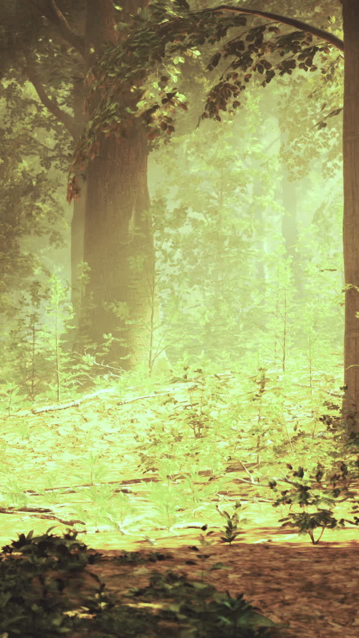 Sunlight filters through lush trees in a tranquil forest pathway