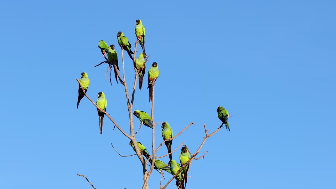Nanday Parakeet in the Pantanal, the largest wetland in the world, birds, exotic
