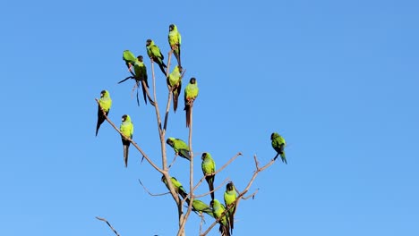 nanday parakeet in the pantanal, the largest wetland in the world, birds, exotic