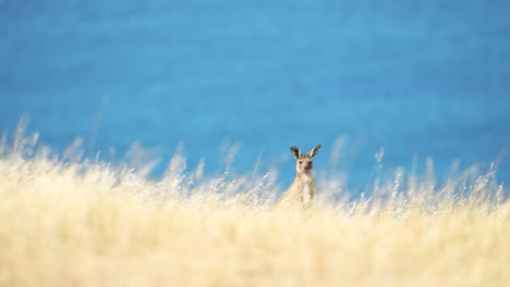 Un-Canguro-Joven-En-El-Parque-De-Conservación-Deep-Creek-En-El-Sur-De-Australia-En-Hierba-Larga-Mirando-Al-Océano-En-La-Playa-Del-Agujero-Del-Soplo