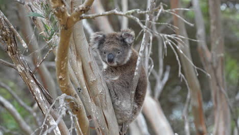 oso koala en un árbol en la isla canguro en australia