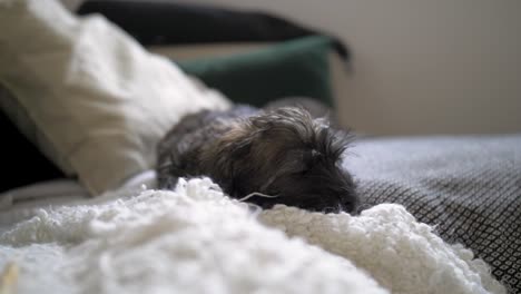 Close-up-of-adorable-puppy-dog-lying-down-on-cute-cosy-couch-and-doggy-pillow-chewing-on-bone-in-slow-motion-with-puppy-dog-eyes