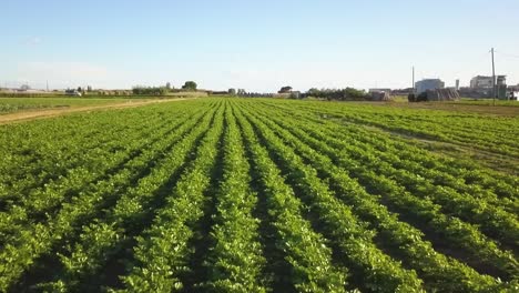 Imágenes-Aéreas-De-Un-Campo-De-Cultivo-De-Lechuga-En-España-Europa-Drone-Verduras-Verdes