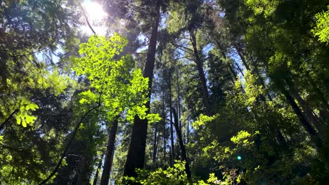 inclinación lenta hacia arriba que revela un bosque de árboles altos en el lado de la montaña, con el cielo azul en el fondo, la luz del sol filtrándose a través de las hojas y el destello de la lente