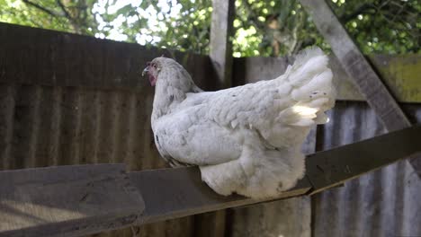 white chicken sitting still on wooden perch ladder in chicken coop