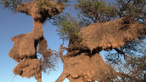 close up of the large sociable weaver nests in trees in the kalahari