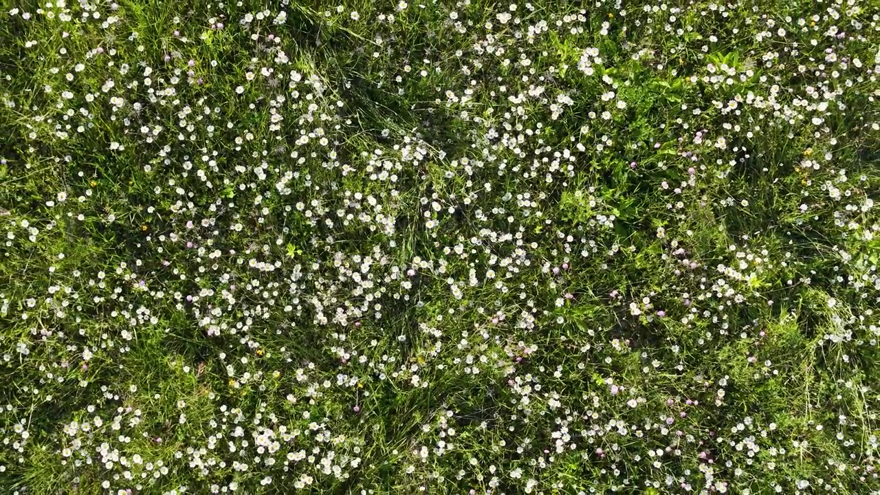 Overhead aerial shot of blooming white daisies and chamomile in a lush summer field.