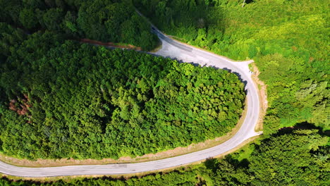 winding road through lush green forest. a winding road travels through dense green trees under bright sunlight, offering scenic views of nature in motion