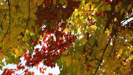 Close-up-of-autumn-leaves-4k