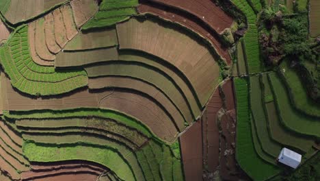 Terrassenanbau-Im-Ländlichen-Indien,-Dorf-Poombarai,-Kodaikanal,-Tamil-Nadu