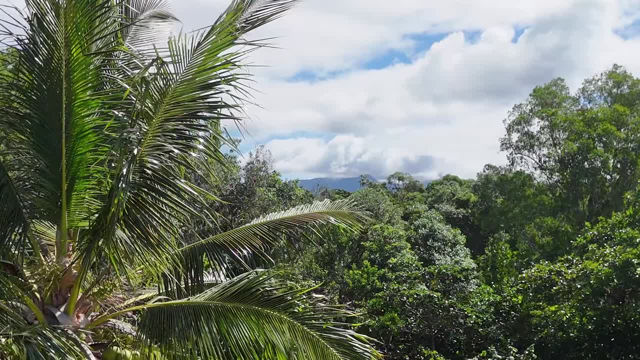 Drohnenaufnahmen gleiten an Kokospalmblättern vorbei und enthüllen einen tropischen Strand sowie ein üppiges Regenwalddach.