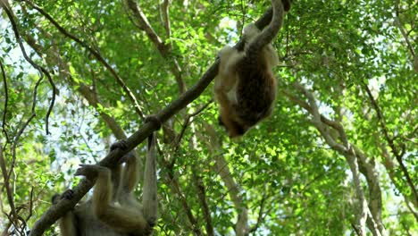 caraya monkeys playing in the trees